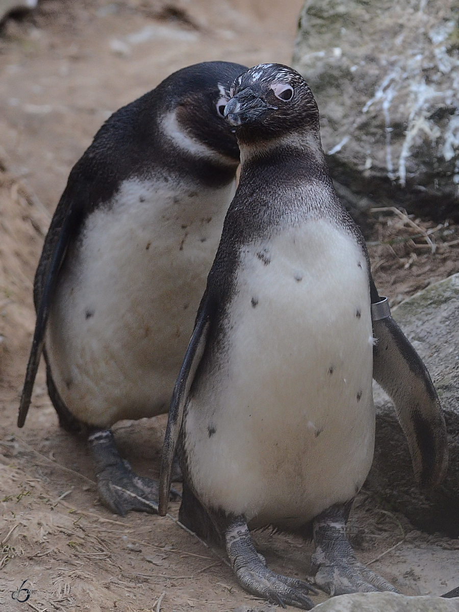 Brillenpinguine, abgelichtet im Burgers' Zoo Arnheim. (Mrz 2013)