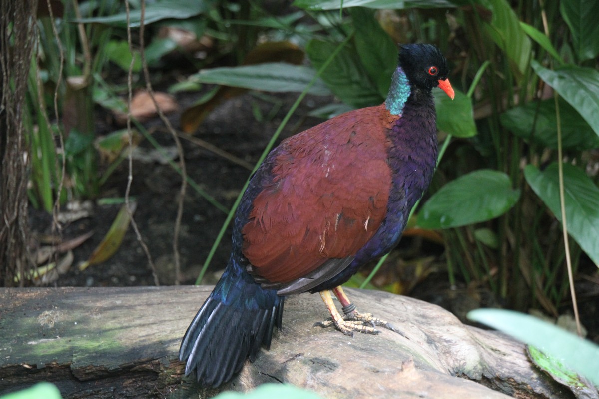 Bronzenackenfasantaube (Otidiphaps nobilis nobilis) am 3.8.2010 im Frankfurter Zoo.