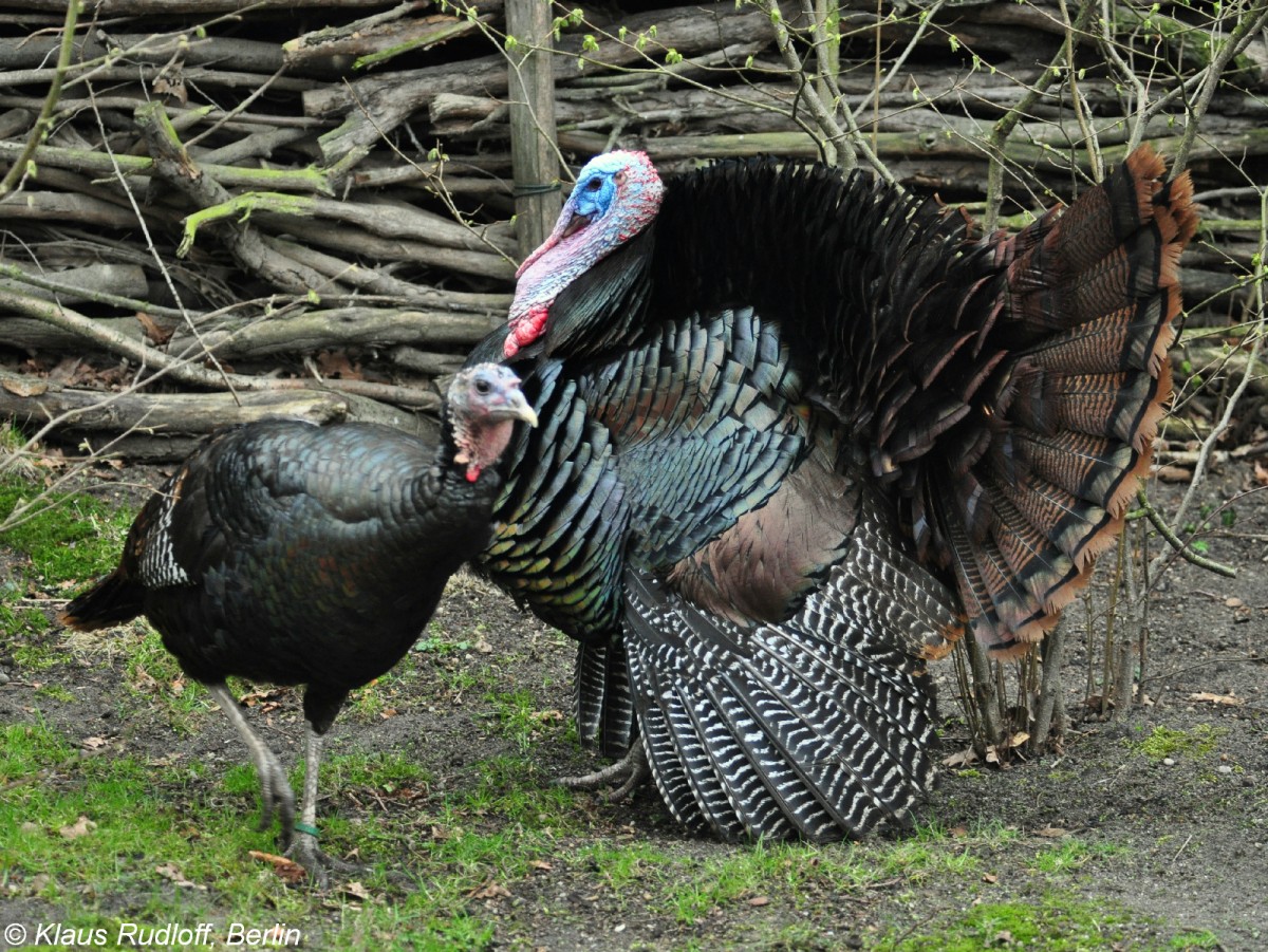 Bronzepute (Meleagris gallopavo f. domestica). Paar im Tierpark Cottbus (April 2015).