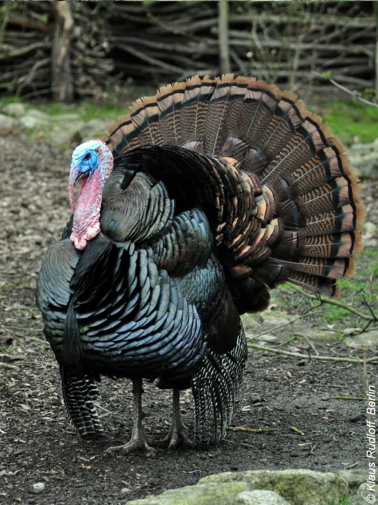 Bronzepute (Meleagris gallopavo f. domestica). Puter im Tierpark Cottbus (April 2015).