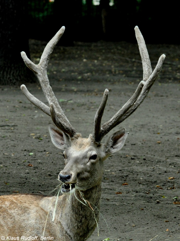 Buchara-Hirsch (Cervus elaphus bactrianus). Mnnchen im Bast im Tierpark Berlin (August 2015).