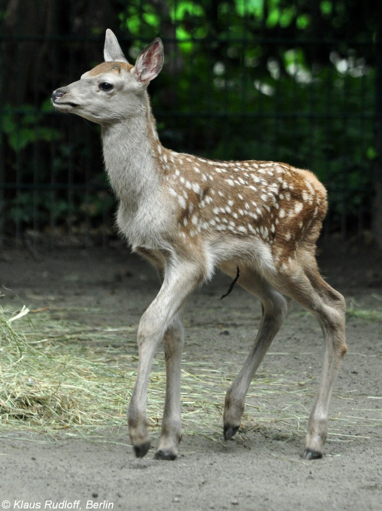 Bucharahirsch (Cervus elaphus bactrianus). Jungtier im Tierpark Berlin (August 2015).