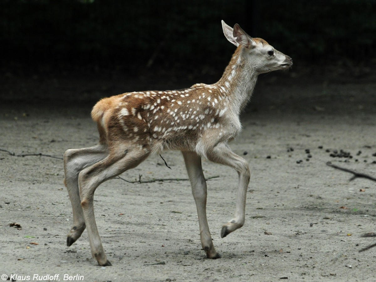 Bucharahirsch (Cervus elaphus bactrianus). Jungtier im Tierpark Berlin (August 2015).