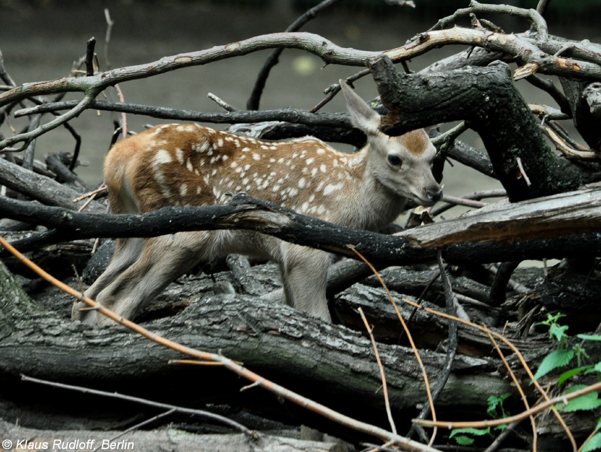 Bucharahirsch (Cervus elaphus bactrianus). Jungtier im Tierpark Berlin (August 2015).