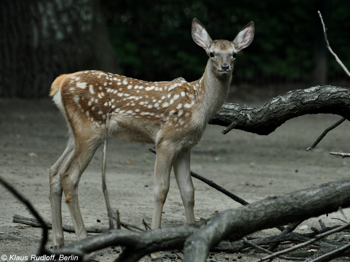 Bucharahirsch (Cervus elaphus bactrianus). Jungtier im Tierpark Berlin (August 2015).