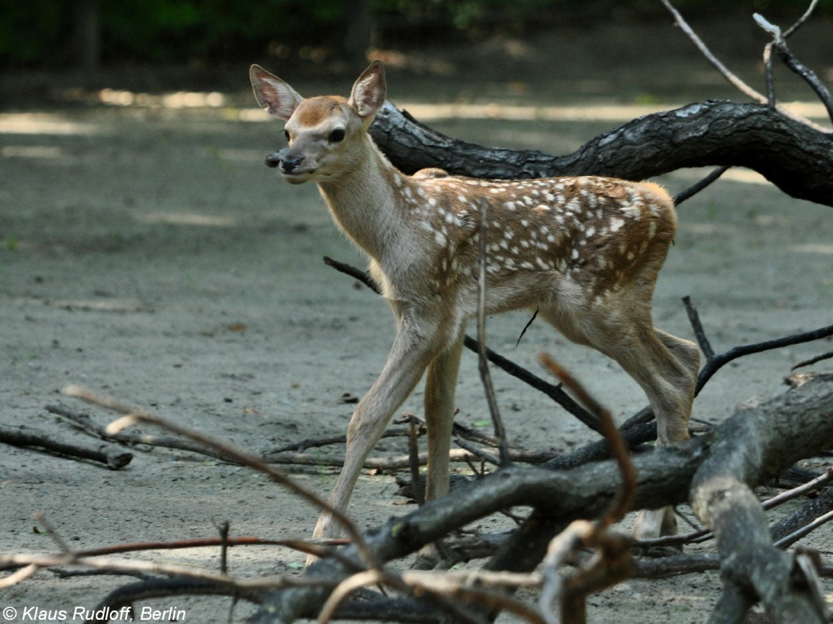 Bucharahirsch (Cervus elaphus bactrianus). Jungtier im Tierpark Berlin (August 2015).