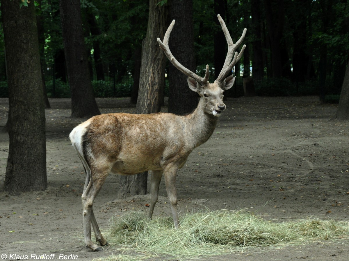 Bucharahirsch (Cervus elaphus bactrianus). Mnnchen im Tierpark Berlin (August 2015).