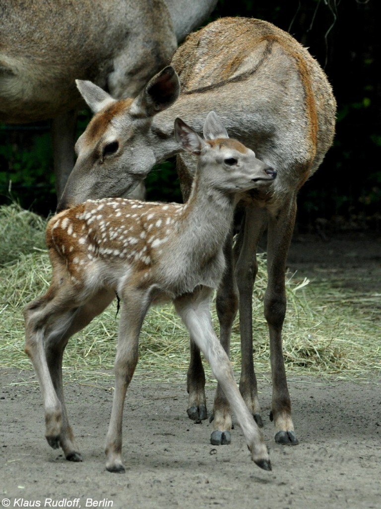 Bucharahirsch (Cervus elaphus bactrianus). Weibchen mit Jungtier im Tierpark Berlin (August 2015).