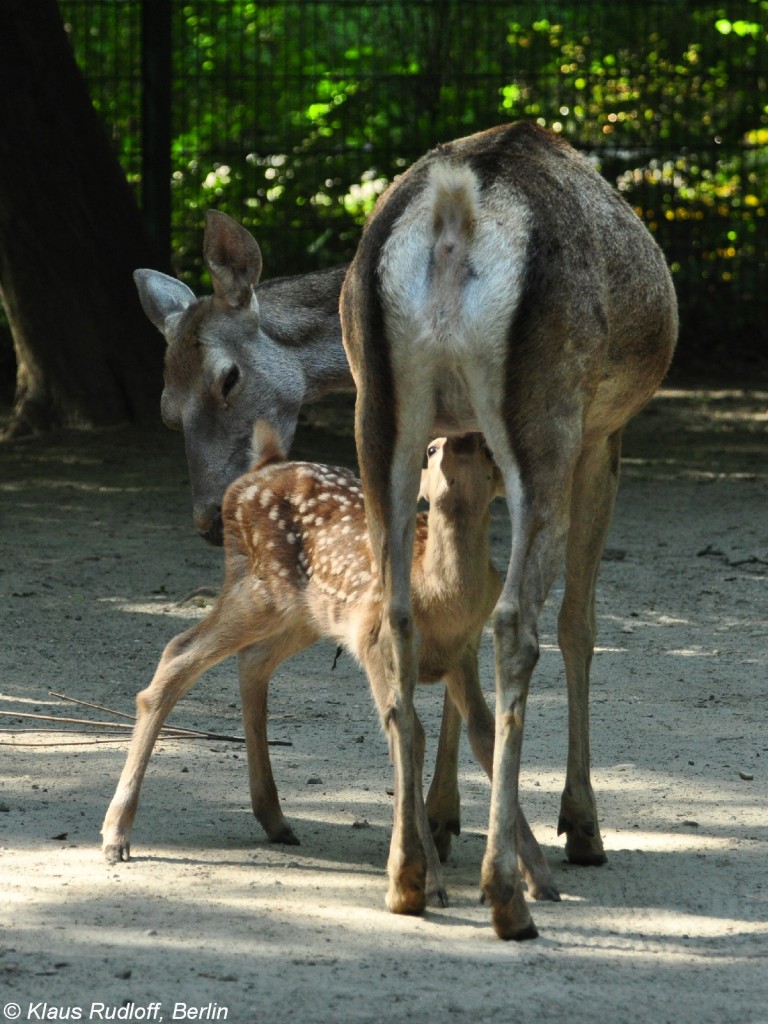 Bucharahirsch (Cervus elaphus bactrianus). Weibchen mit Jungtier im Tierpark Berlin (August 2015).