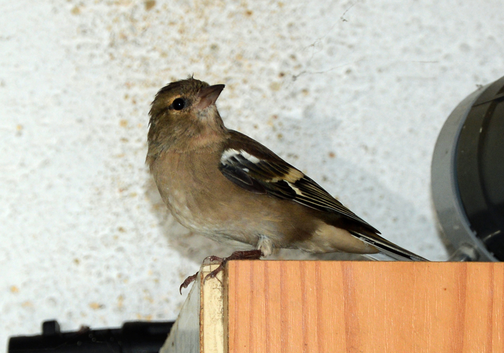 Buchfink-Weibchen nach Irrflug in einer Garage - 19.09.2014