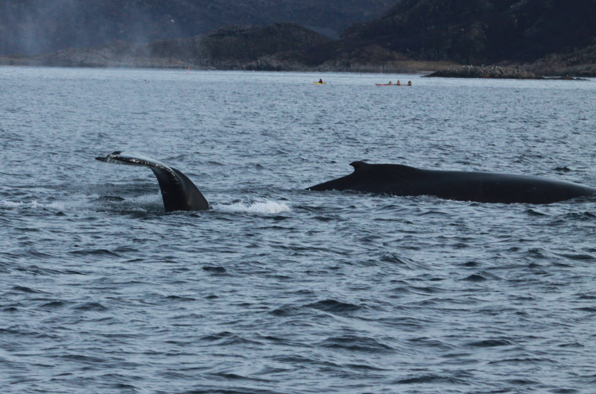 Buckelwale im Kaldfjorden; 06.11.2015