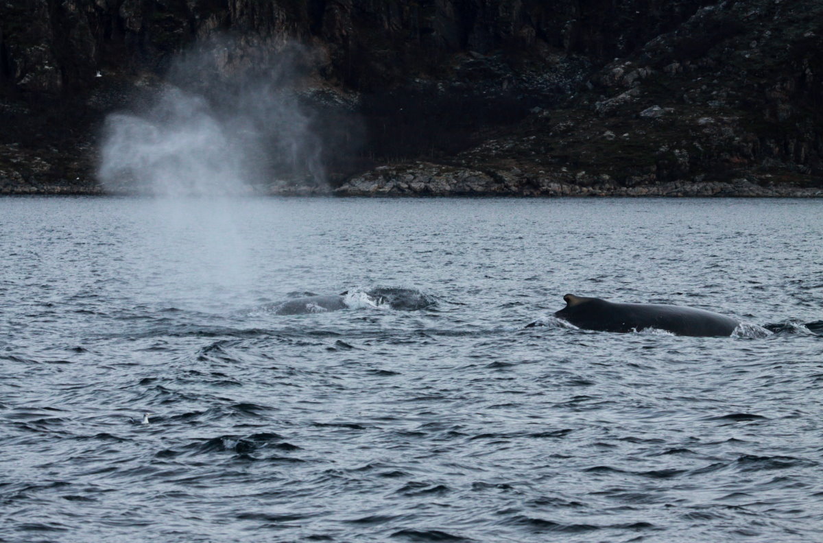 Buckelwale im Kaldfjorden; 06.11.2015