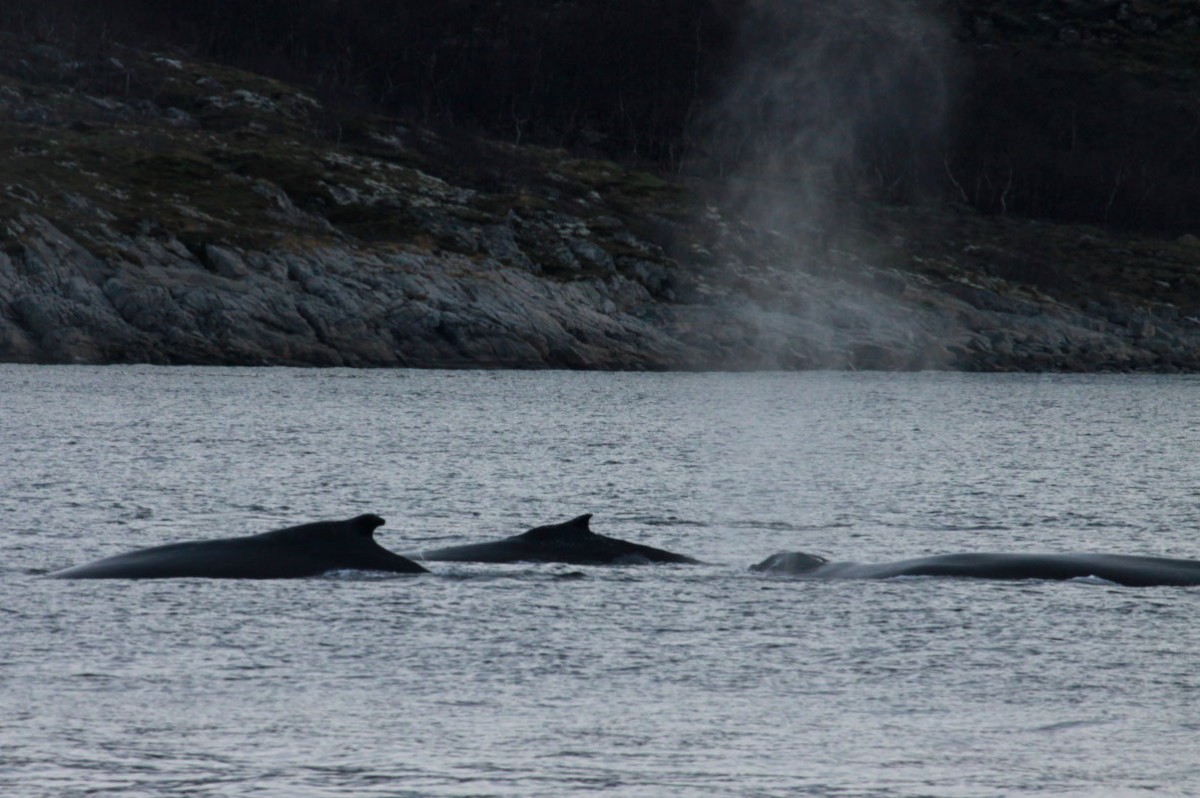 Buckelwale im Kaldfjorden; 06.11.2015