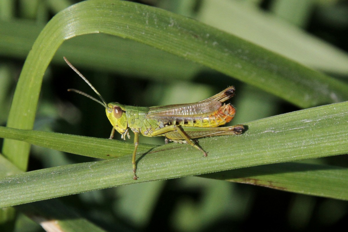 Bunter Grashpfer (Omocestus viridulus) am 18.7.2010 am Rhein bei Rust.