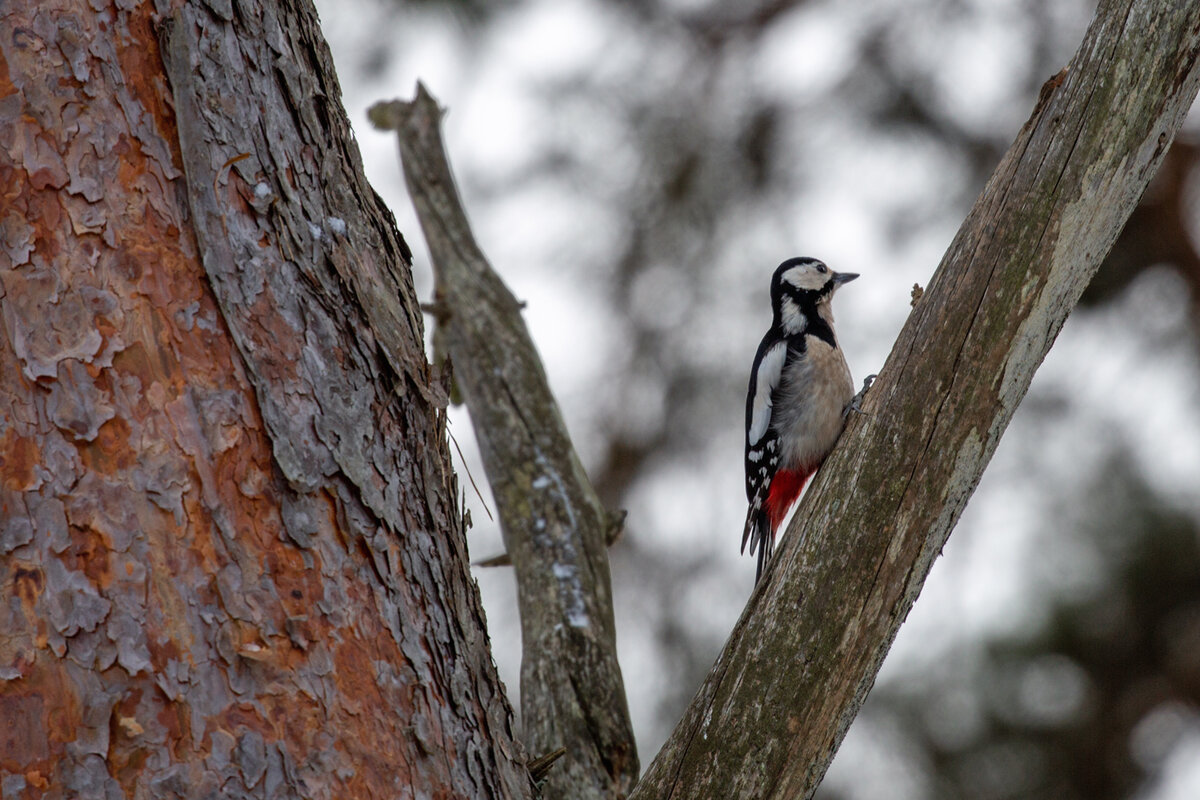 Buntspecht trommelt am morschen Ast. - 1602.2026