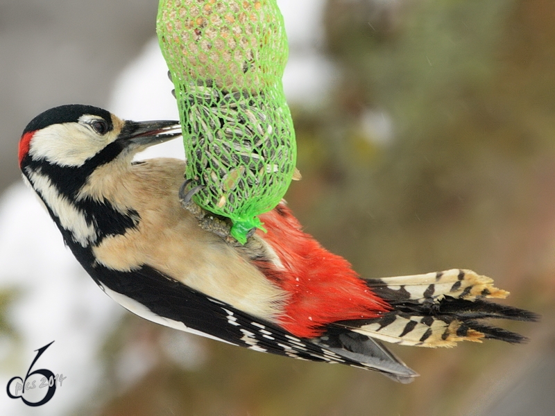 Buntspecht im Winter