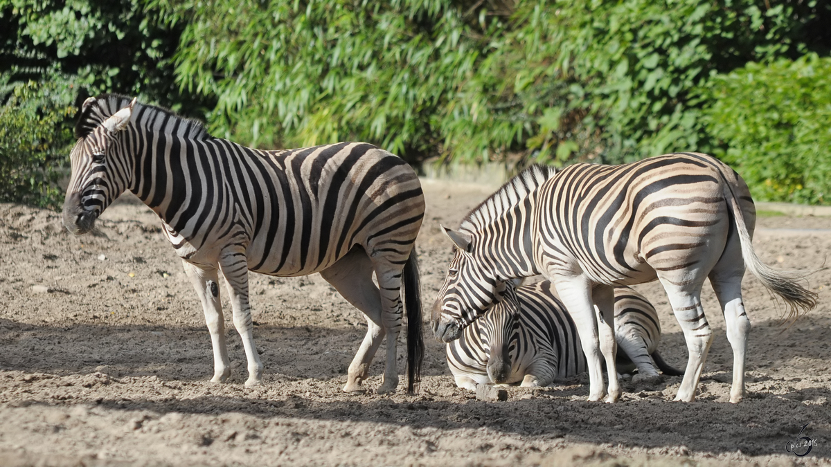 Burchell-Steppenzebras im Zoo Duisburg. (September 2010)