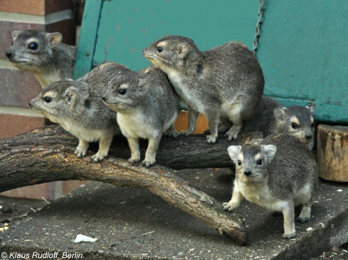 Buschschliefer (Heterohyrax brucei). Jungtiere im Tierpark Cottbus (April 2015).