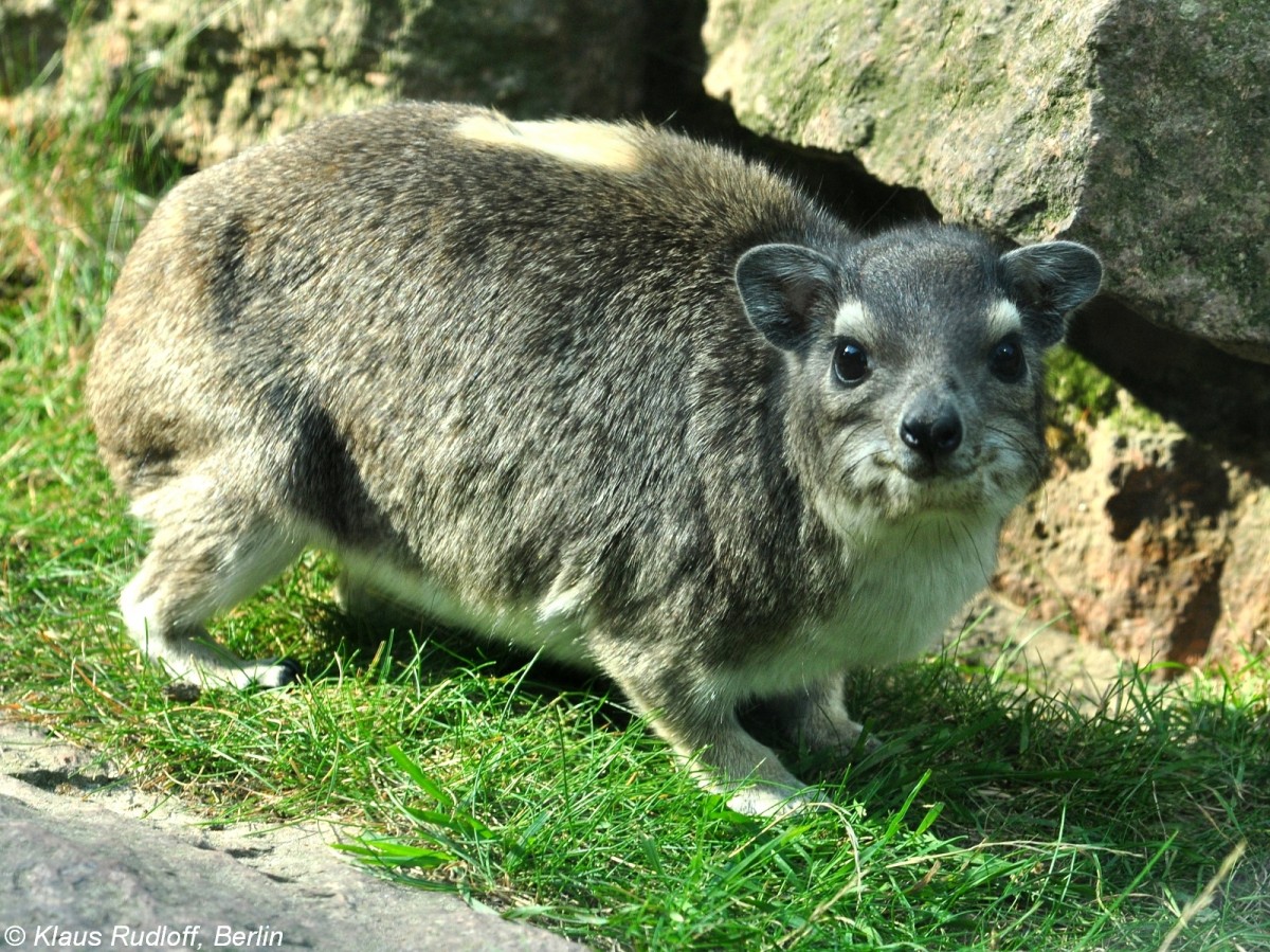 Buschschliefer (Heterohyrax brucei) im Tierpark Berlin (August 2015).