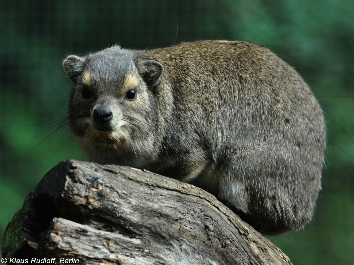 Buschschliefer (Heterohyrax brucei) im Tierpark Cottbus (August 2015). 