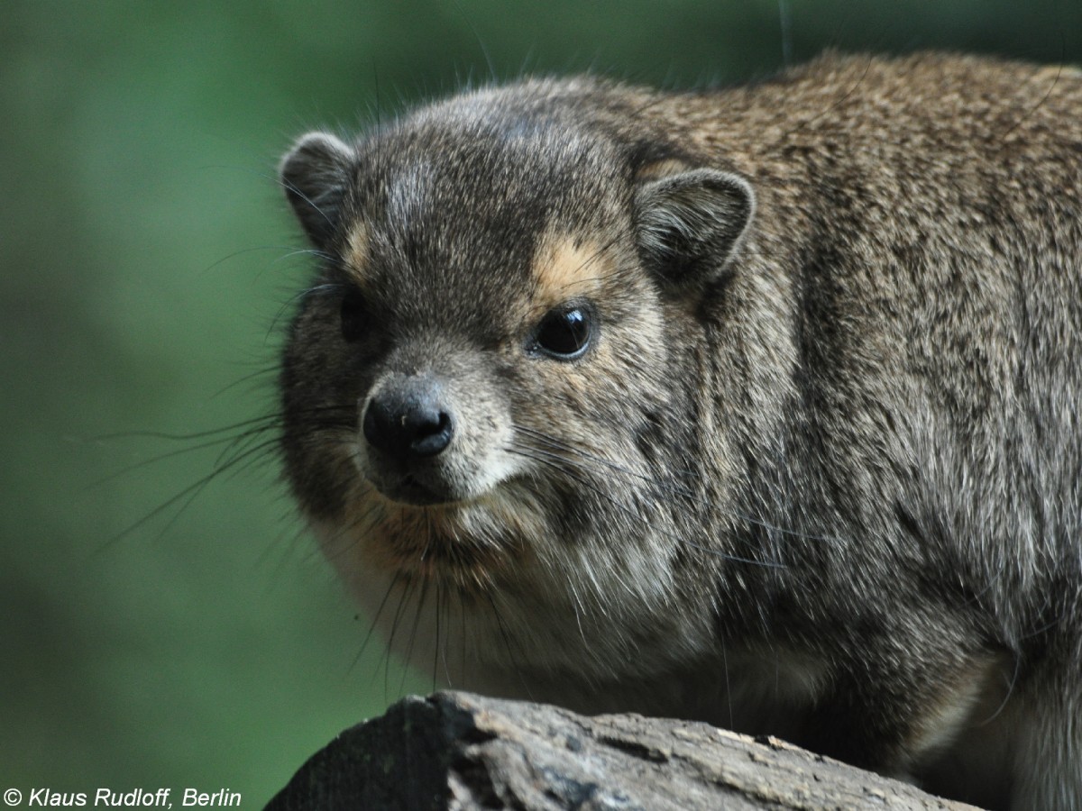 Buschschliefer (Heterohyrax brucei) im Tierpark Cottbus (August 2015). 