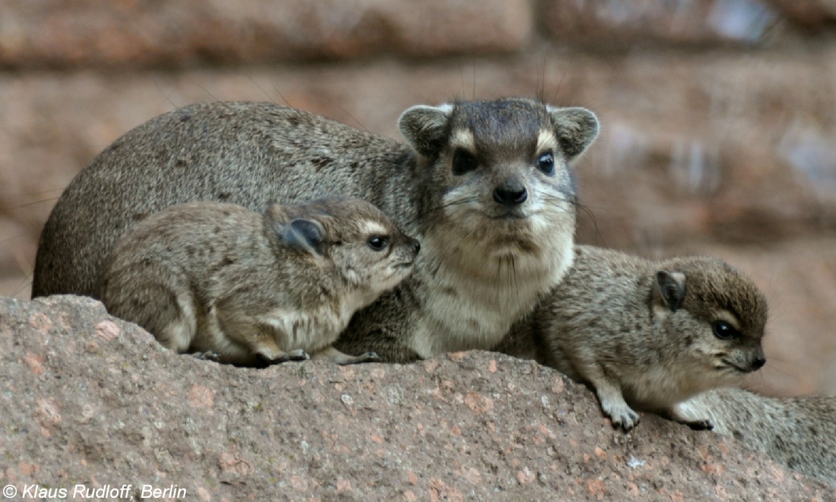 Buschschliefer (Heterohyrax brucei). Weibchen mit Jungtieren im Tierpark Berlin (2009).