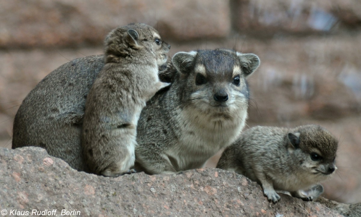 Buschschliefer (Heterohyrax brucei). Weibchen mit Jungtieren im Tierpark Berlin (2009).