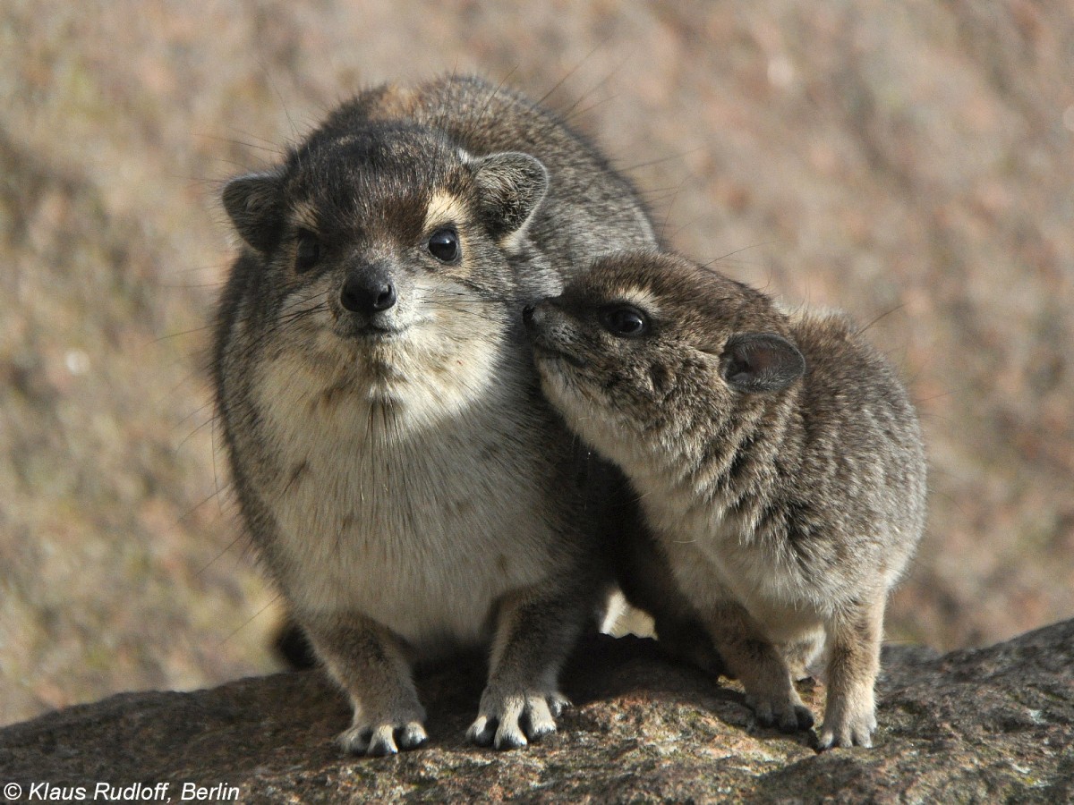 Buschschliefer (Heterohyrax brucei). Weibchen mit Jungtier im Tierpark Berlin (2009).