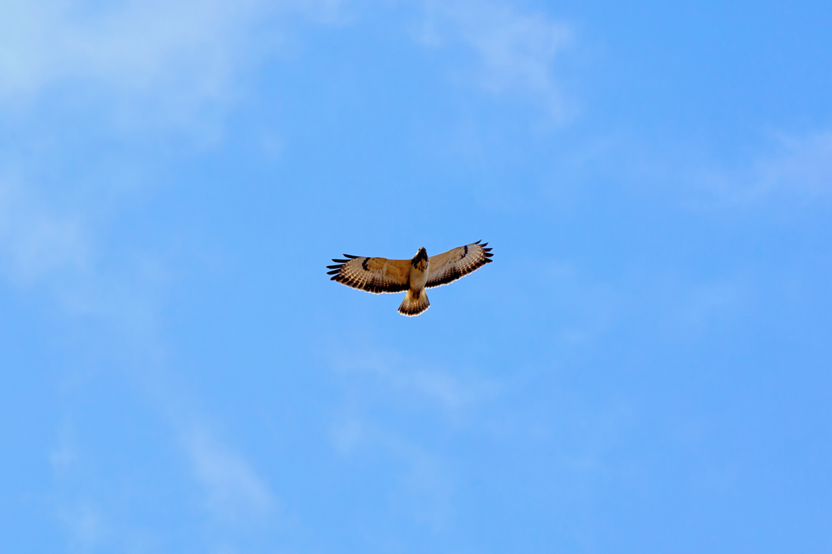 Bussard auf Beute suche. - 08.03.2015