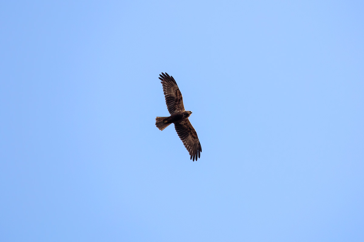 Bussard auf Beutesuche. - 01.04.2017