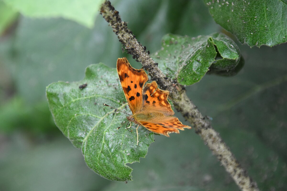 C-Falter im Garten (RHEINE, Kreis Steinfurt/Deutschland, 26.06.2022)