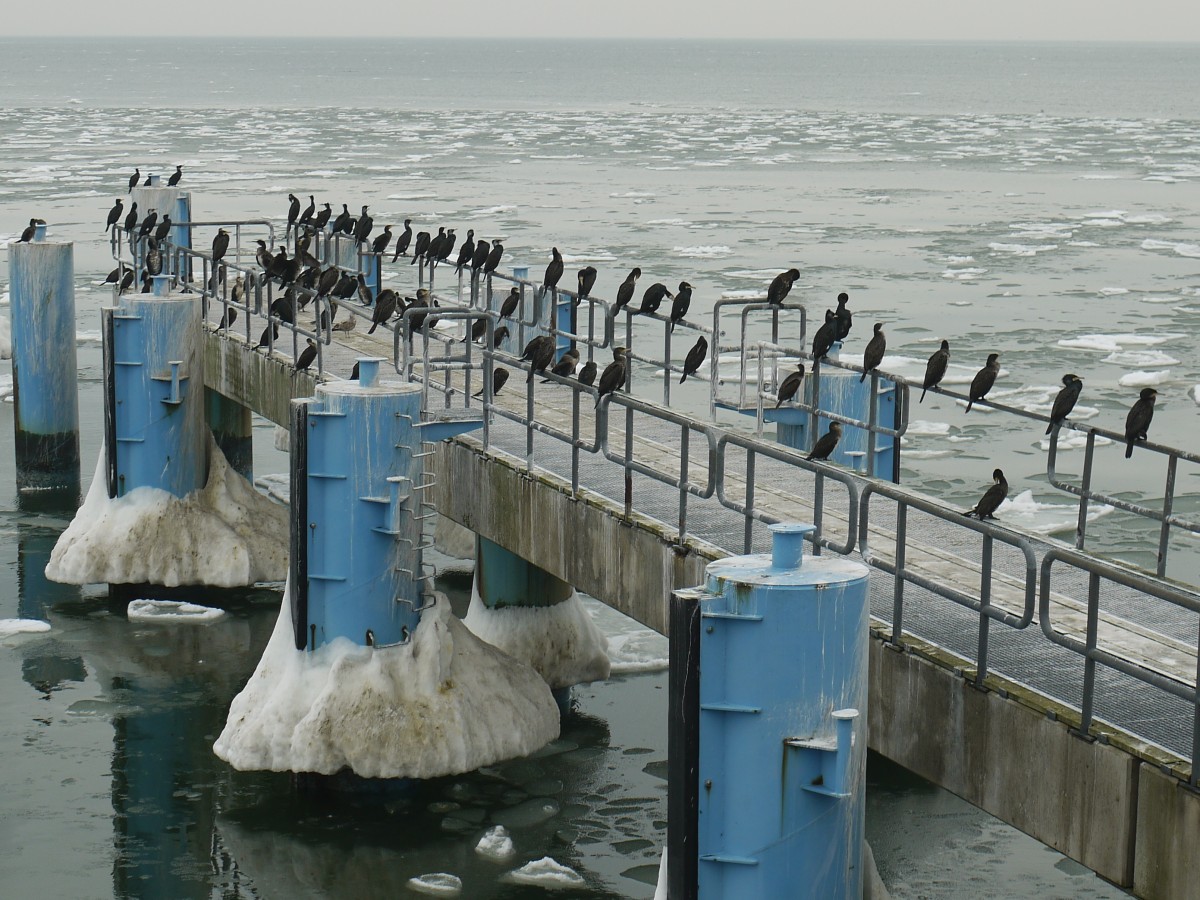 Ca. 60 Kormorane (Phalacrocorax carbo) an der vereisten Anlegestelle Seebad Sellin / Insel Rgen (Ostsee); 06.02.2014
