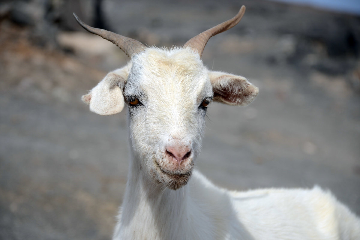 Cabras-Ziege im Parque Natural de Jandia auf der Insel Fuerteventura. Aufnahme: 17. Oktober 2017.