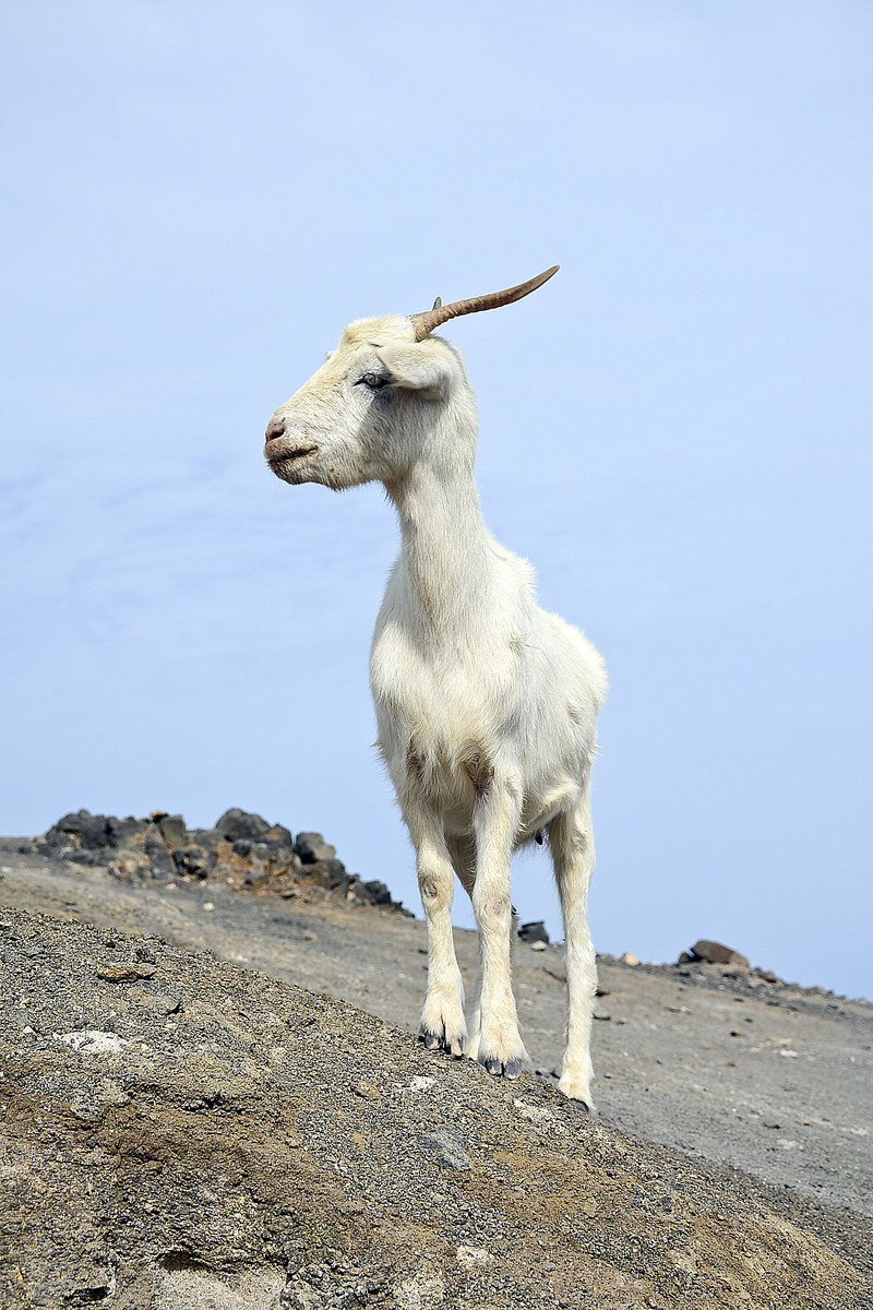 Cabras-Ziege im Parque Natural de Jandia auf der Insel Fuerteventura. Aufnahme: 17. Oktober 2017.