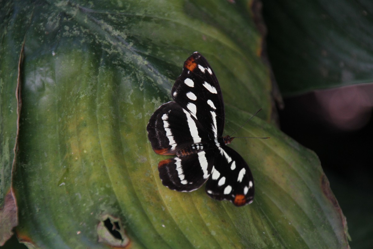 Catonephele acontius am 12.7.2010 auf der Insel Mainau.