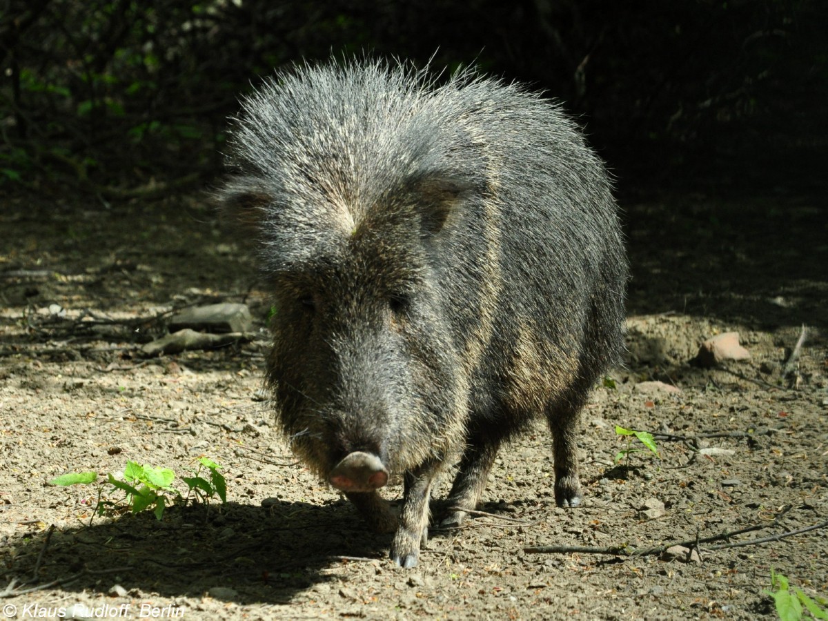 Chaco-Pekari (Catagonus wagneri, Mnnchen im Tierpark Berlin. 