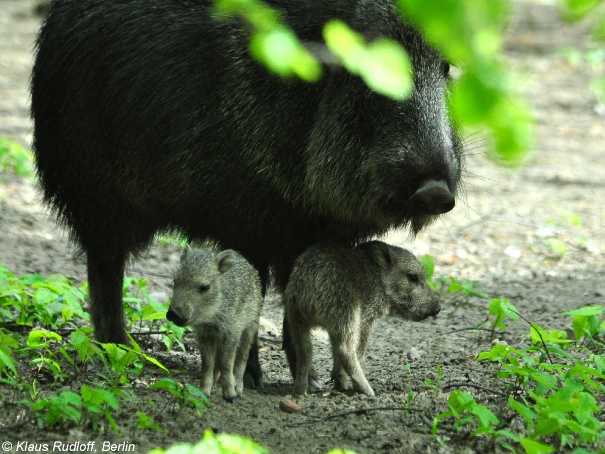 Chaco-Pekari (Catagonus wagneri, Weibchen mit Jungtieren im Tierpark Berlin. 
