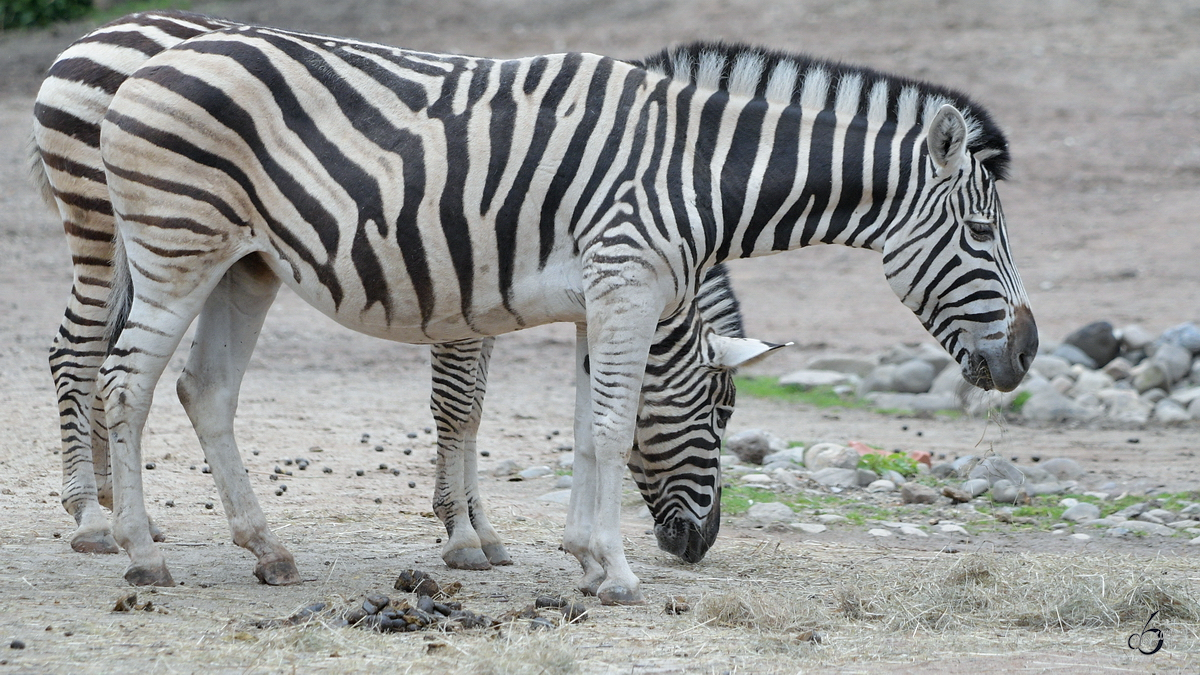 Chapman-Steppenzebras waren Anfang April 2017 im Zoo Dresden zu sehen.