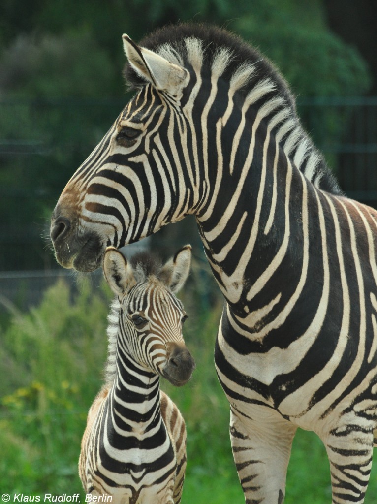 Chapman-Zebra (Equus quagga chapmani). Stute mit Fohlen im Tierpark Berlin.