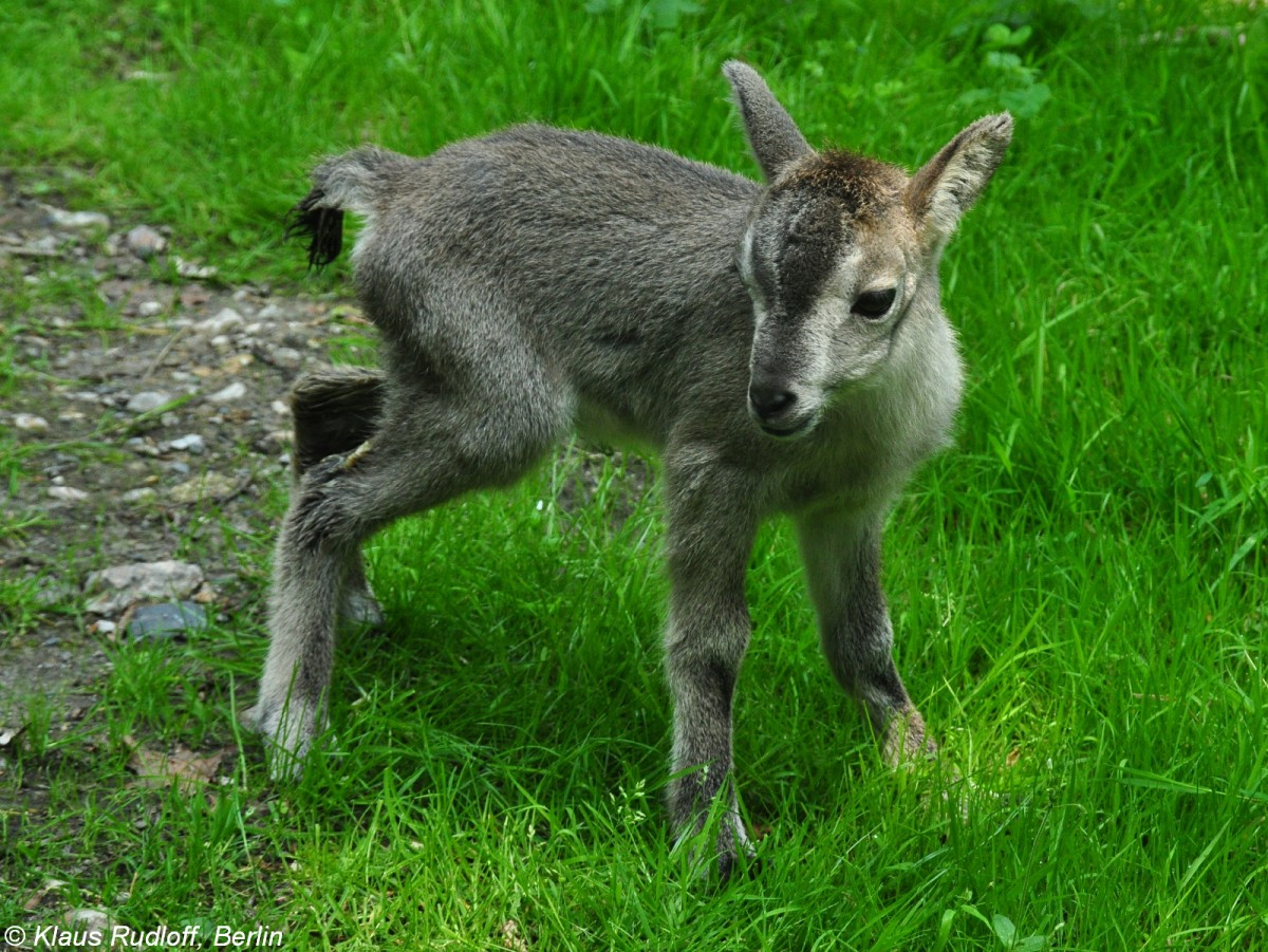 China-Blauschaf (Pseudois nayaur szechuanensis). Jungtier, ca. 4 Tage alt, im Tierpark Berlin (Juli 2015).