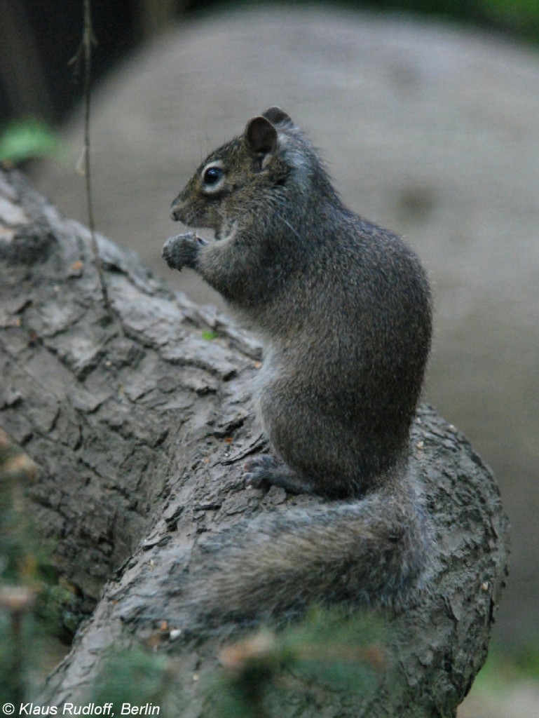 China-Felsenhrnchen (Sciurotamias davidianus) im Tierpark Cottbus (2009).