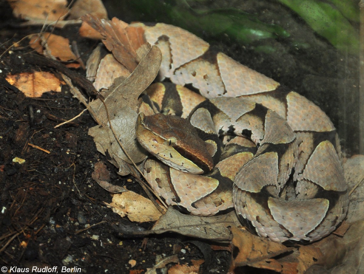 China-Nasenotter (Deinagkistrodon acutus) im Zoo und Botanischen Garten Pilsen (Plzen, Juni 2015). 