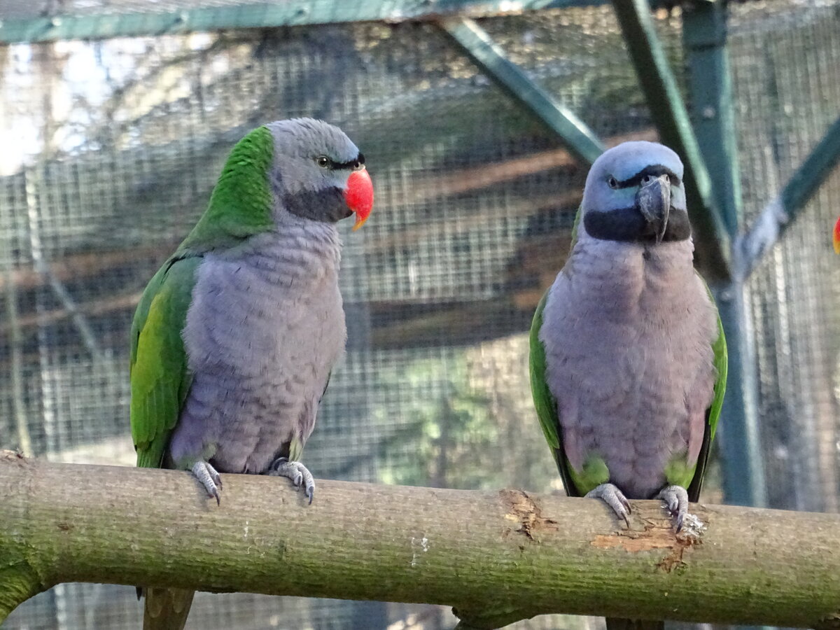 Chinasittiche (Psittacula derbiana) im Tierpark Grlitz am 14.2.22
Das Mnnchen erkennt man an dem rotem Schnabel.