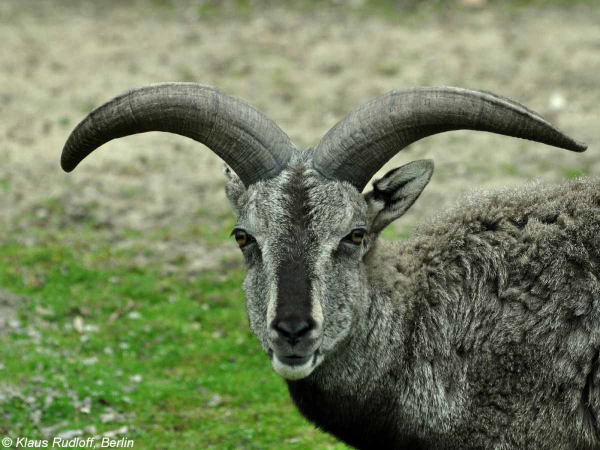 Chinesisches Blauschaf (Pseudois nayaur szechuanensis) Mnnchen im Tierpark Berlin