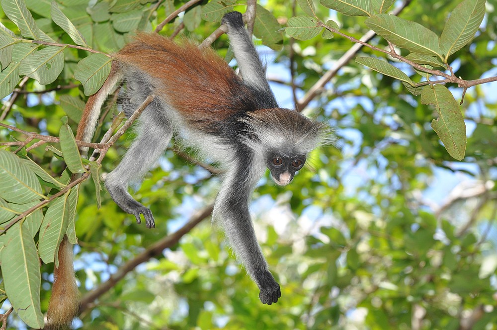 Colobus Affe, oder Sansibar Stummelaffe im Jozani Forest auf Unguja, der Hauptinsel von Sansibar, Tansania. Das Foto entstand am 29.04.2011.