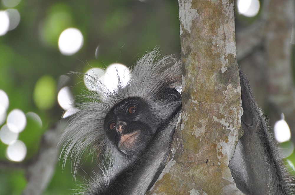 Colobus Affe, oder Sansibar Stummelaffe im Jozani Forest auf Unguja, der Hauptinsel von Sansibar, Tansania. Das Foto entstand am 29.04.2011.