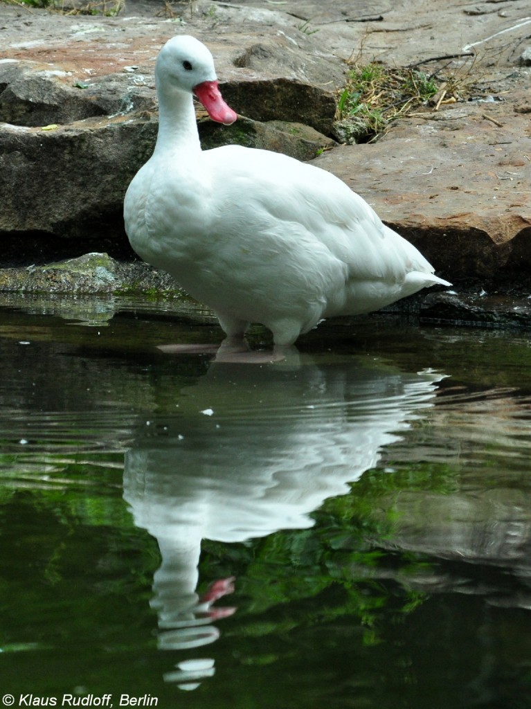 Coscorobaschwan (Coscoroba coscotoba) im Zoo Berlin (Juli 2015).