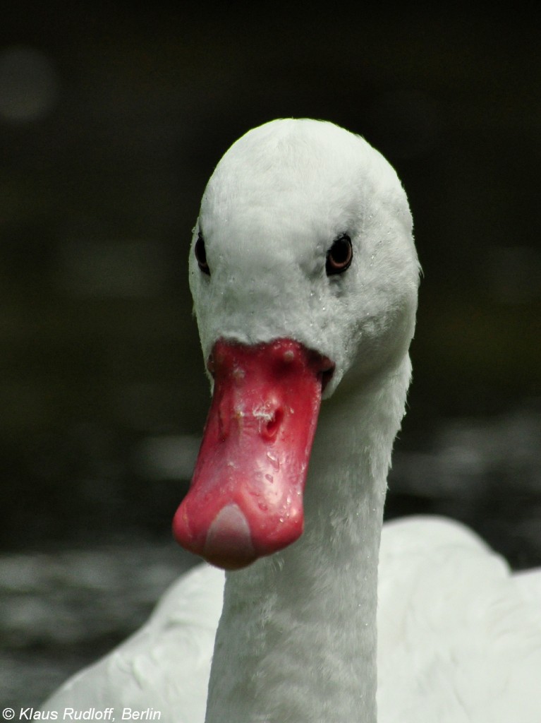 Coscorobaschwan (Coscoroba coscotoba) im Zoo Berlin (Juli 2015).