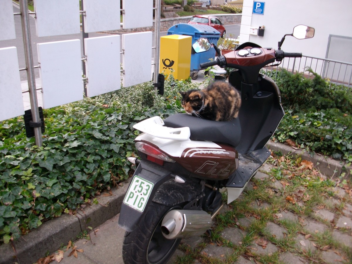Da fehlte nur noch der Helm bevor es fr Diese Katze auf einem Motorroller es los ging.Aufgenommen,am 11.Oktober 2010,in Bergen/Rgen.