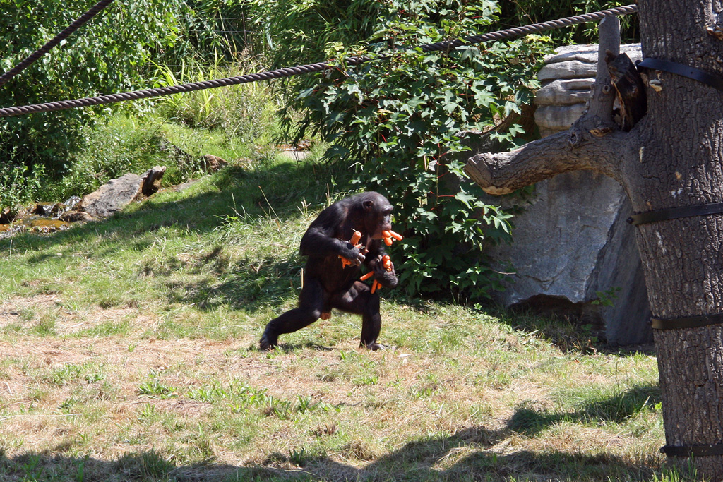 Da kann ja wohl einer den Hals nicht voll genug kriegen und das bei Vollpension. Schimpanse im Pongoland des Zoo Leipzig.